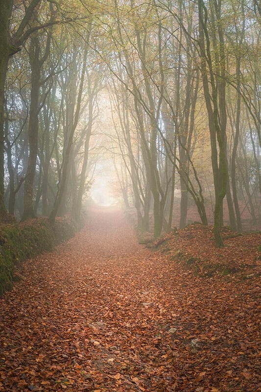 Autumn tunnell - Mood and mist with some lumen added