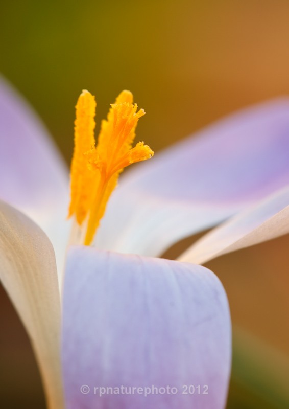 Crocus  tommasinianus RPNP0659 - Flowers