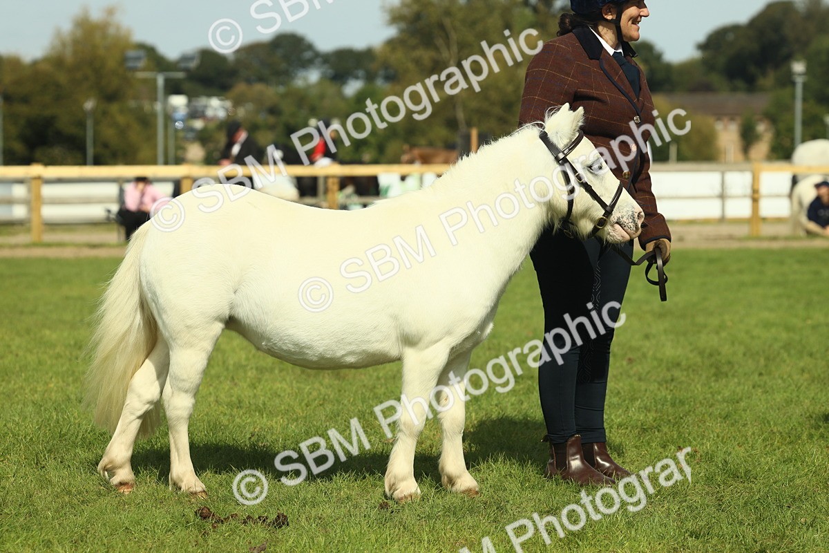 SBM_66674 - S34 - Rehabilitated Rescue Horse & Pony In Hand & Ridden