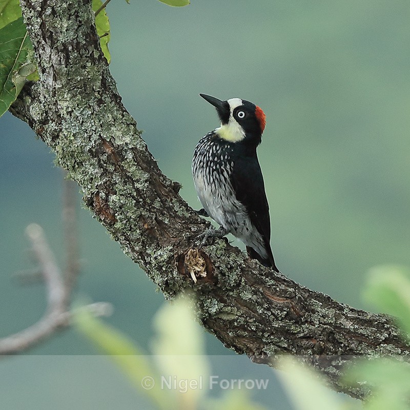 Acorn Woodpecker (female), Panama - Acorn Woodpecker
