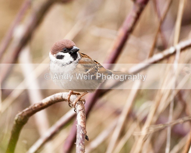 20110123-IMG_0414 - Tree Sparrow