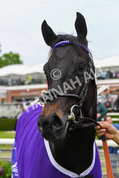 180523-Race 6-Cuban Thunder-0786 - Race 6 4.45pm Frank Whittle Partnership ebfstallions.com Maiden Stakes