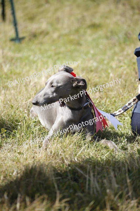 20250831-3730 - Dog Show