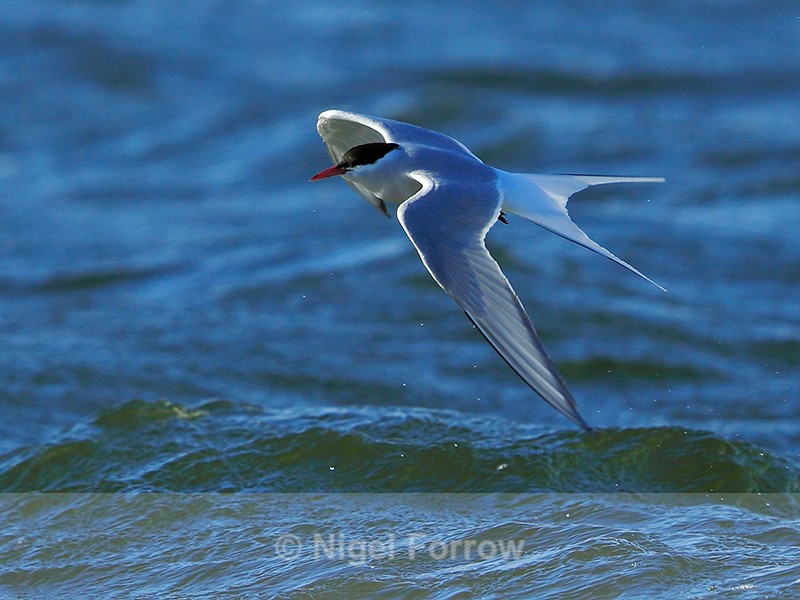 Arctic Tern in flight at Farmoor - Arctic Tern
