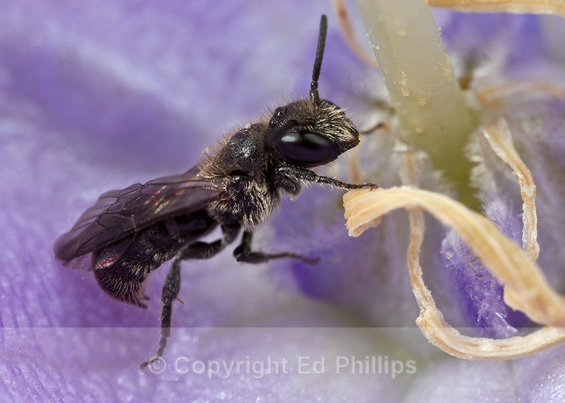 Chelostoma campanularum (m) - Chelostoma campanularum