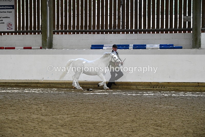 WJ5_5359 - Class 4 In hand M&M - small breeds