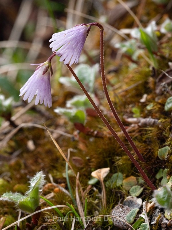 Least snowbell (Soldanella minima) - Wild Flowers