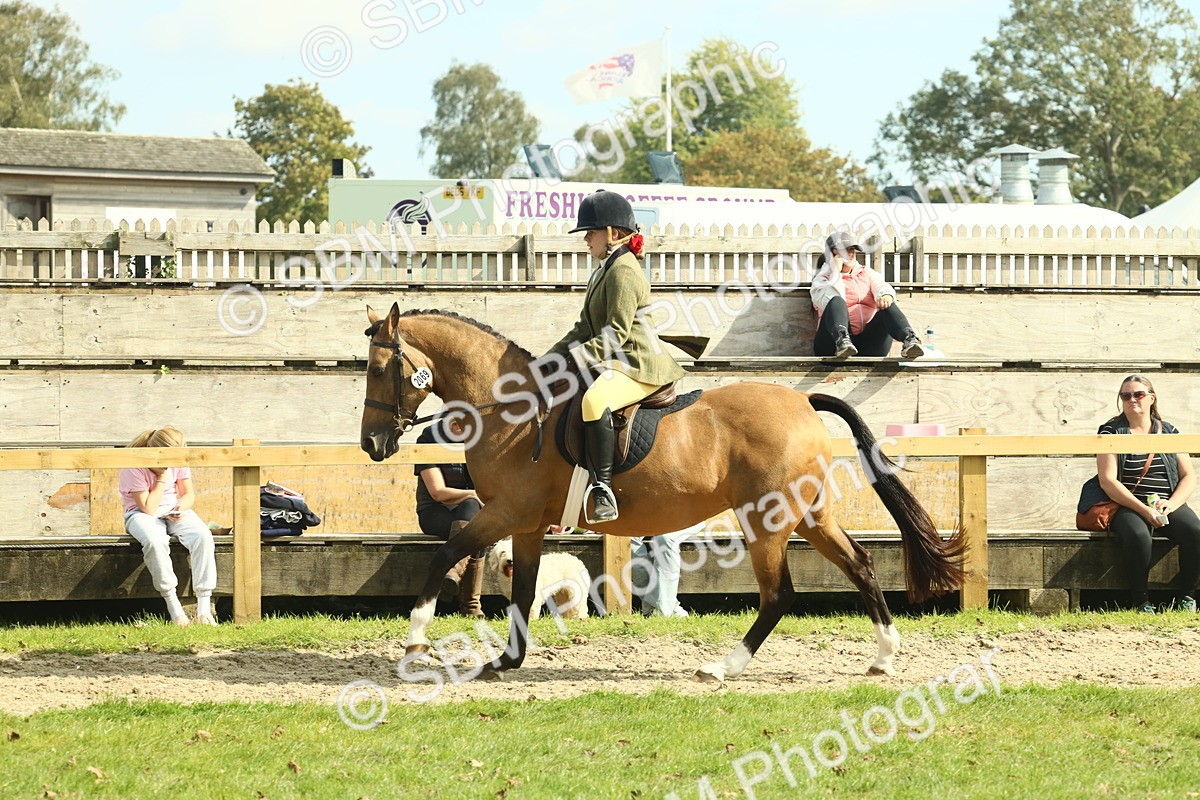 SBM_68878 - S58 - Mini Show Cob Ridden