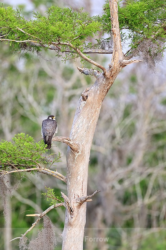 Peregrine Falcon perched in tree, Blue Cypress Lake, Florida - Peregrine Falcon
