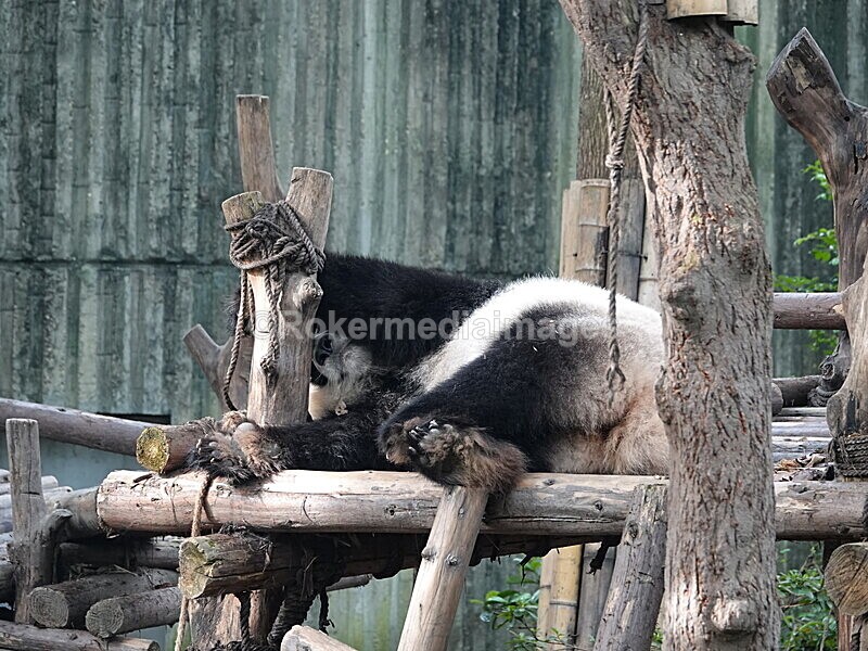 CHINA__0074 - China 2019