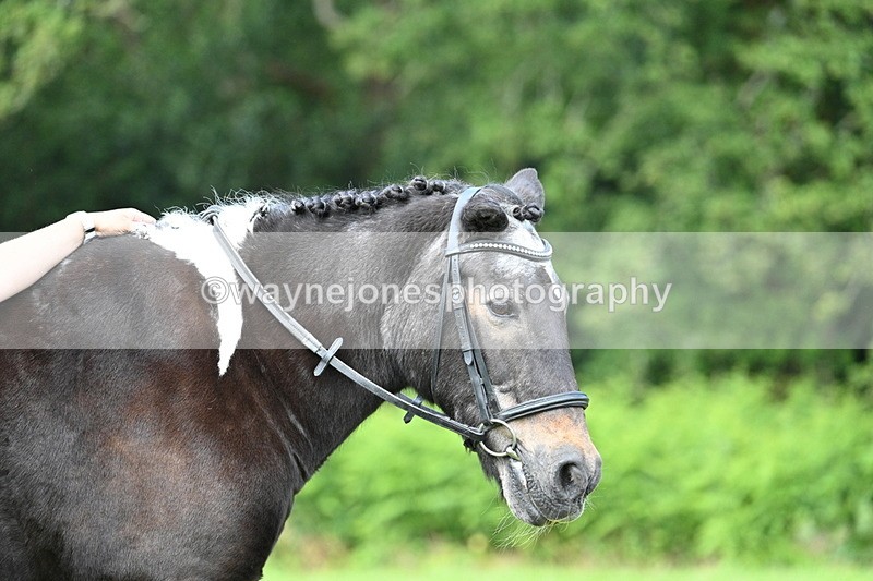 WJ7_1668 - Class 11 Condition & Turnout