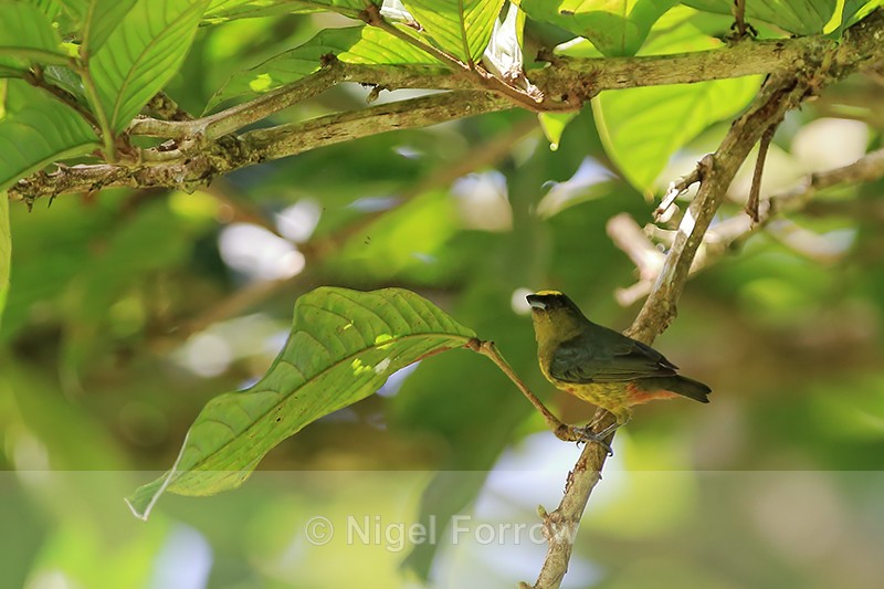 Olive-backed Euphonia (male), Tortuguero, Costa Rica - Olive-backed Euphonia