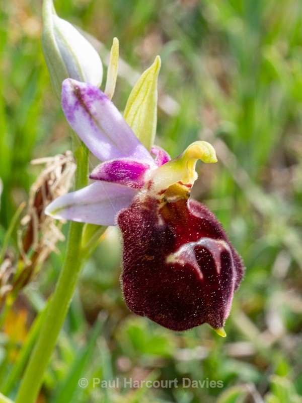 Shield Ophrys (Ophrys argolica ssp. biscutella also Ophrys biscutella or O. crabronifera ssp biscutella - Gargano - Wild Orchids