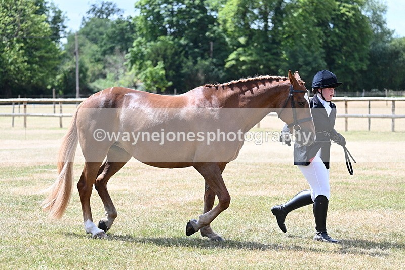 WJ7_2001 - Class 4a Prettiest Mare 14.2hh and over hand