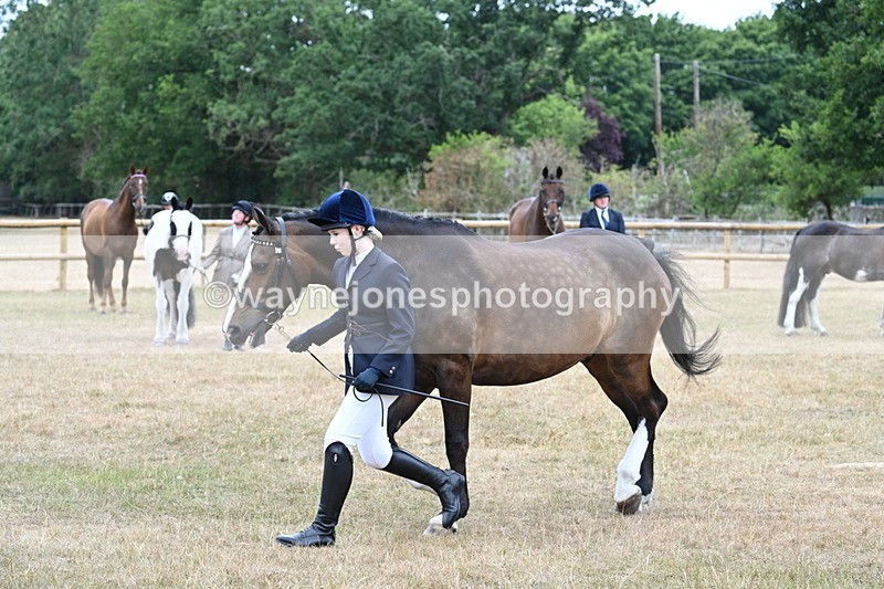 WJ7_0095 - Class 5a Most Handsome Gelding (above 14.2hh)