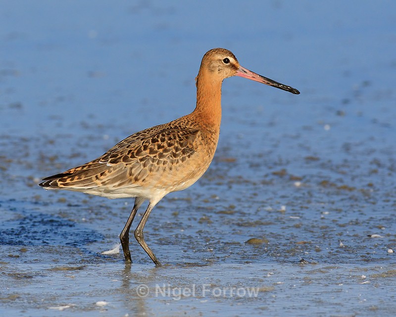 Black-tailed Godwit at low water in the lagoon, Brownsea Island - Black-tailed Godwit