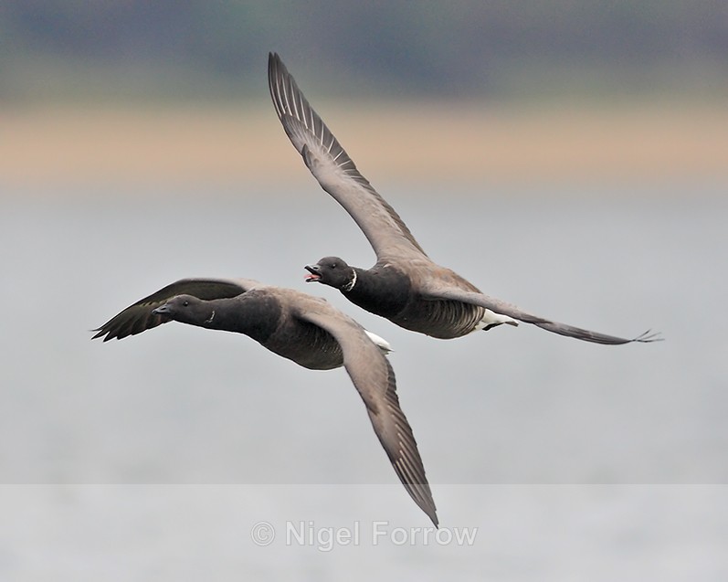 Brent Geese flying in close formation at Arne - Brent Goose