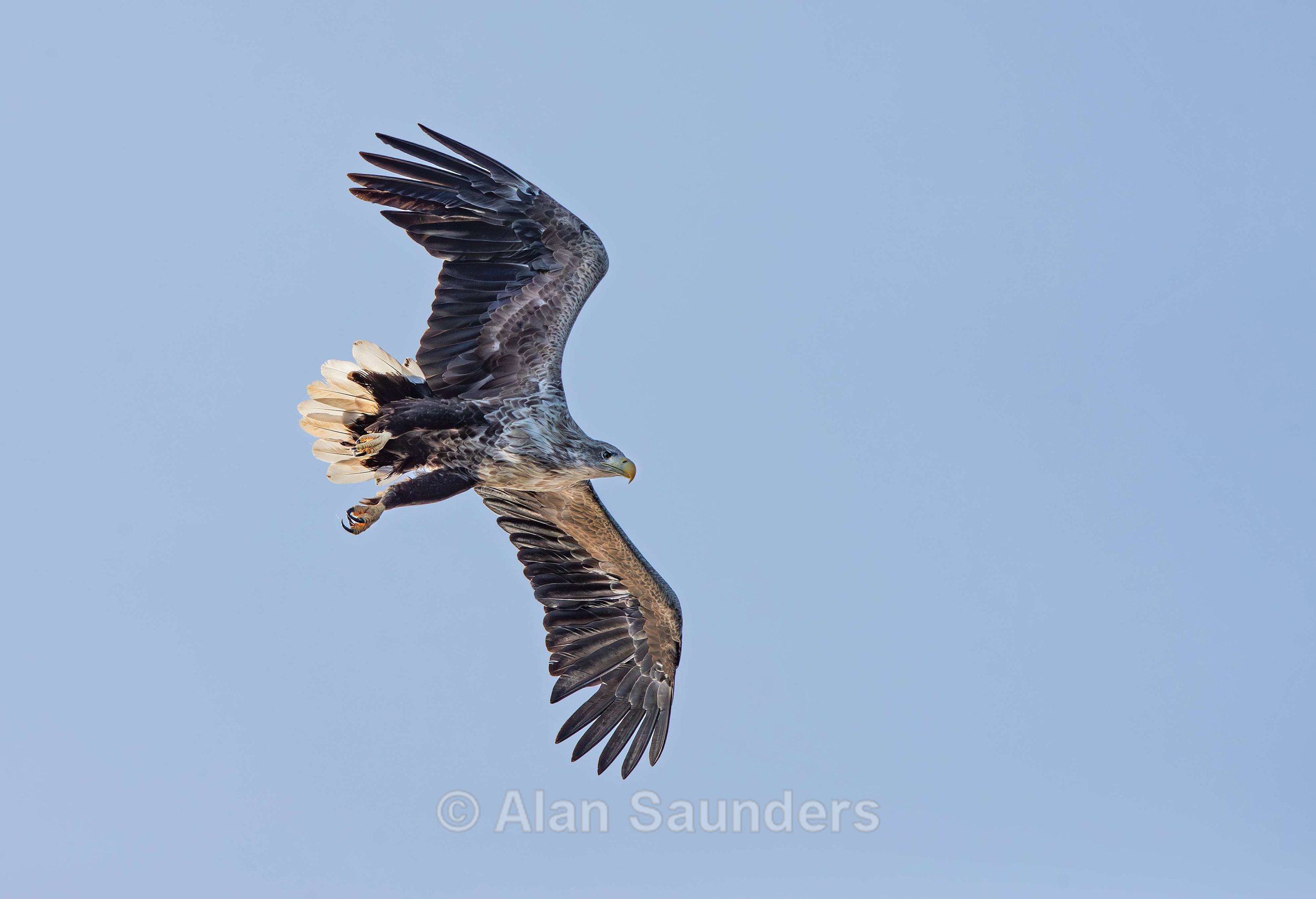 White Tailed Eagle 85