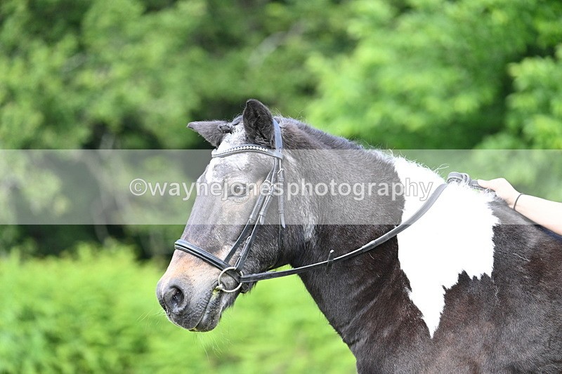 WJ7_1644 - Class 11 Condition & Turnout