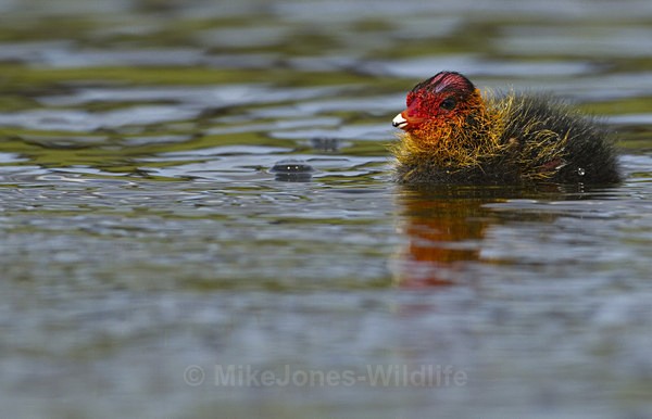 COOTS - COOT CHICKS, Images of newly born coots