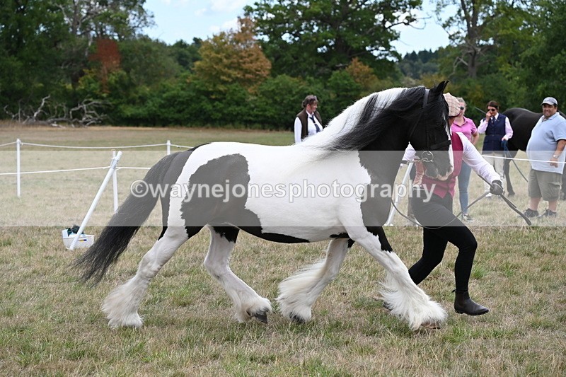 WJ6_5394 - Class 18 In-hand Coloured