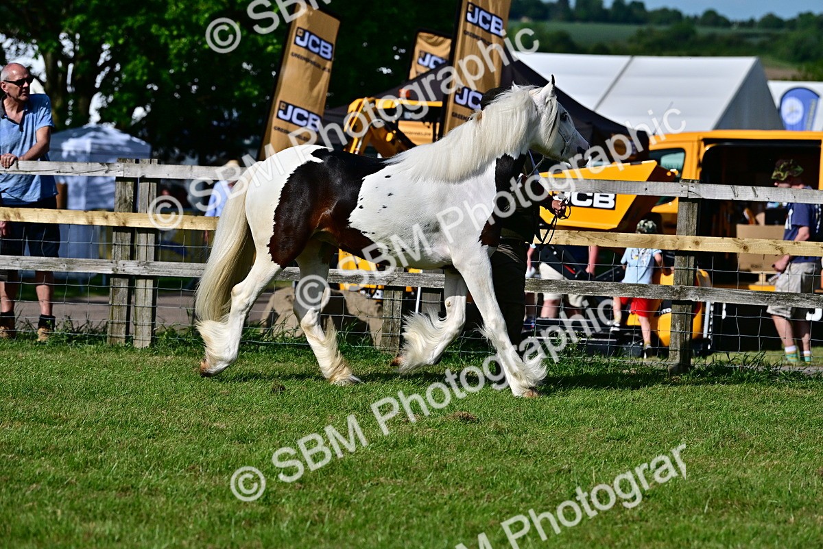 SBM_10003 - Class 63-65 - Traditional Gypsy Cobs In Hand & Ridden