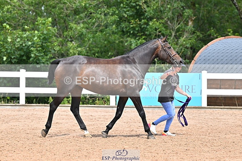 240718A-105303-01500 - Trot Up 12pm to 1pm