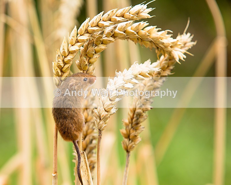 20140802-3K8A4500 - Harvest Mouse