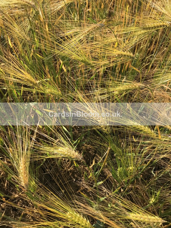 01 Breezes in the barley - COUNTRYSIDE