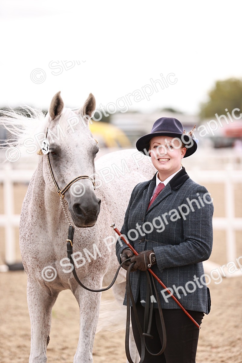 SBM_16211 - Class412 - Handsome Gelding (IH  or Ridden) Adult