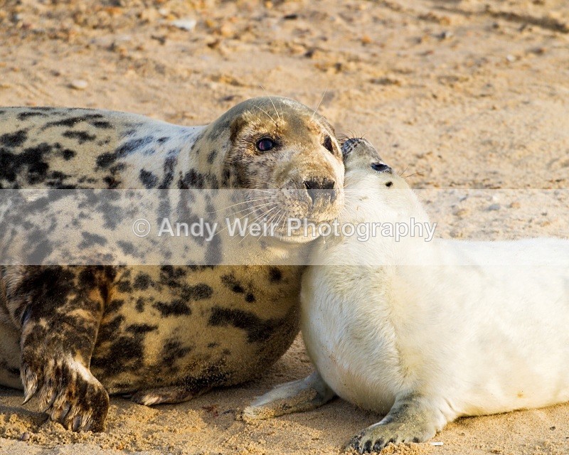 20101128_3723 - Grey Seal