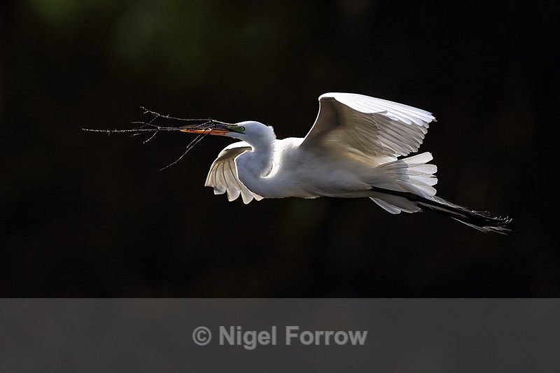 Great Egret flying, back lit - Venice Rookery, Florida - Great Egret