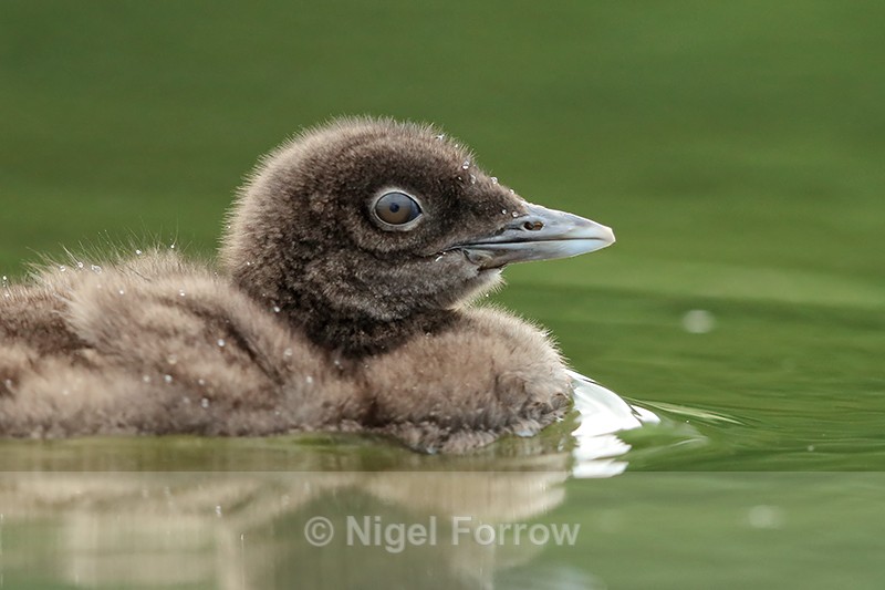 Common Loon chick close view, Minnesota - Great Northern Diver