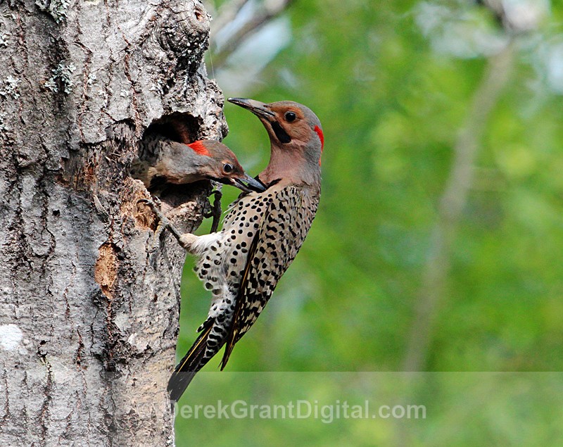 Northern Flickers Nesting - Chick bites Parent - Birds of Atlantic Canada