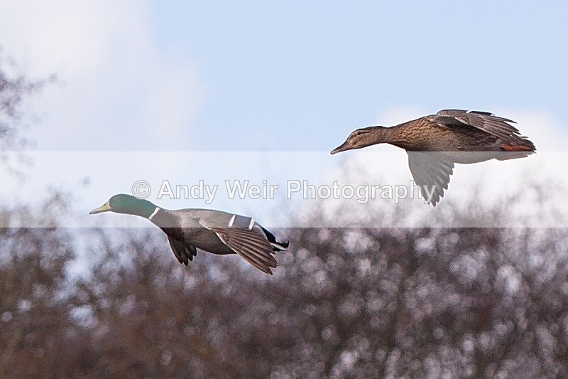 20120303-_MG_9103 - Mallard
