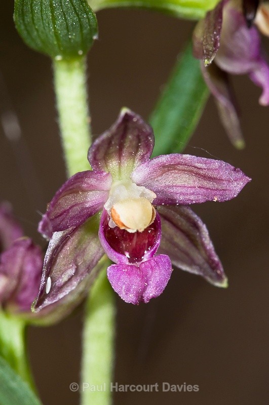  - Orchids - Various