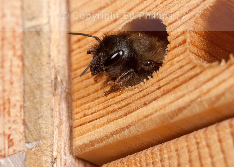 Osmia bicornis (f)