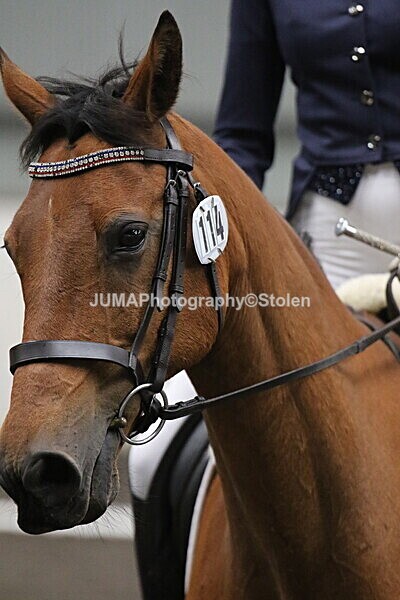 SIAL5568 - CAbin Dressage 5th july 2025