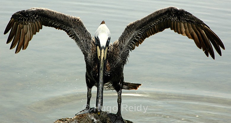  - Birds in the Wild
