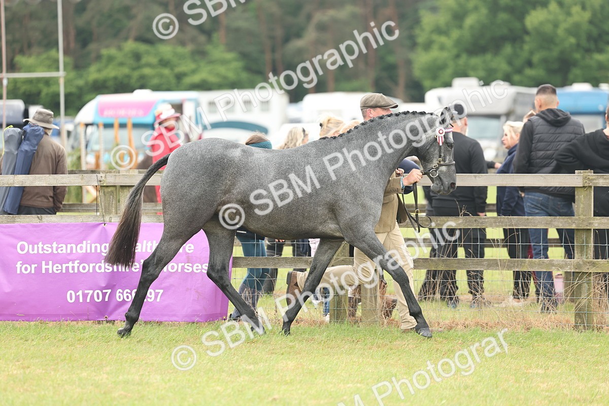 SBM_05457 - Class 68-73 - Riding Pony Breeding