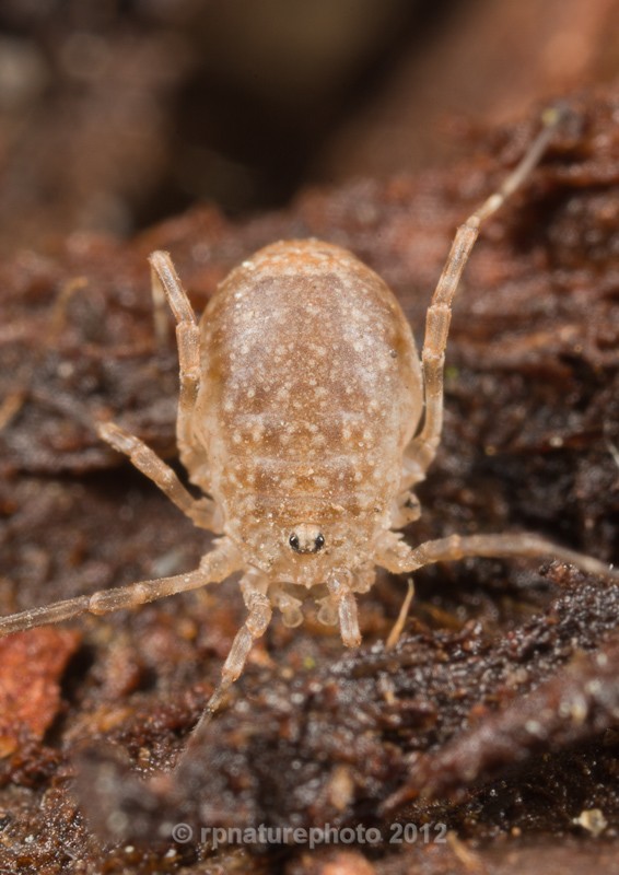 Immature Harvestman RPNP0008 - Insects & Spiders