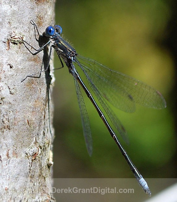 Spotted Spreadwing (male) - Dragonflies of Atlantic Canada