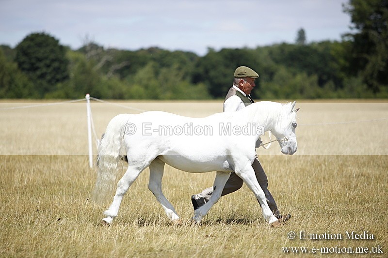 _C7A0103 - In Hand Championship BVRC Show 2018