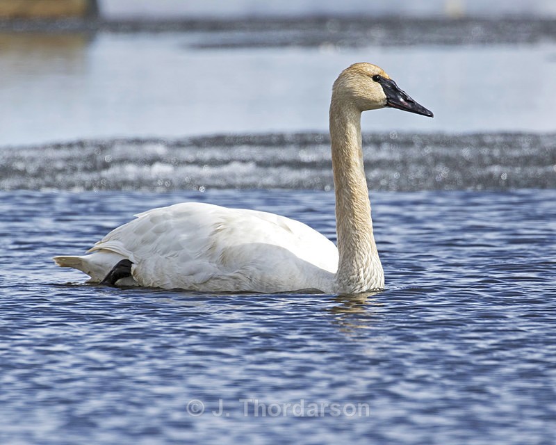  - Trumpeter Swans
