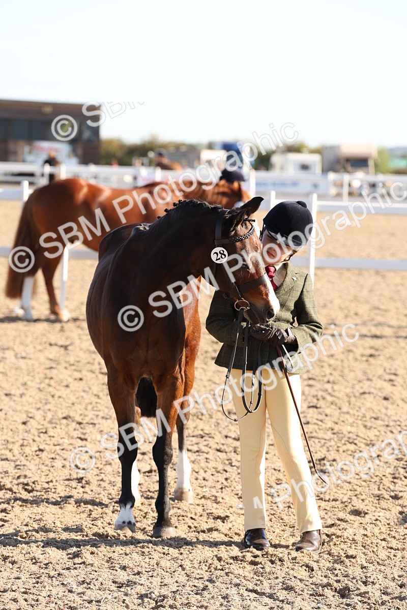 SBM_11636 - Class 203 - Young Handler 11 to 16 years