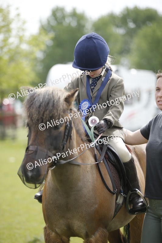 20260426-2156 - Class 9 - Handsomest Gelding