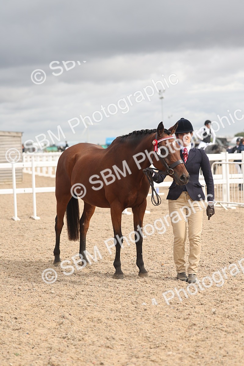 SBM_04407 - Class 18 - Handsomest Gelding (IH or Ridden)