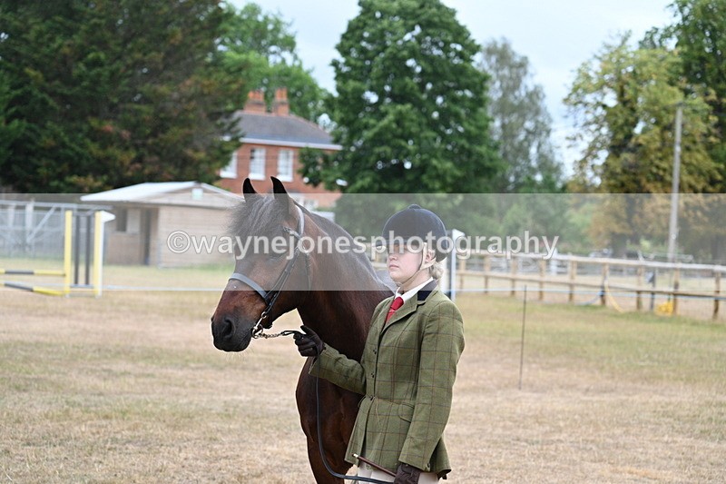 WJ7_9548 - Class 5 Most Handsome Gelding (up to 14.2hh)