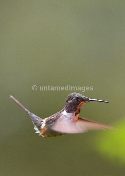 Purple-throated Woodstar - Galapágos