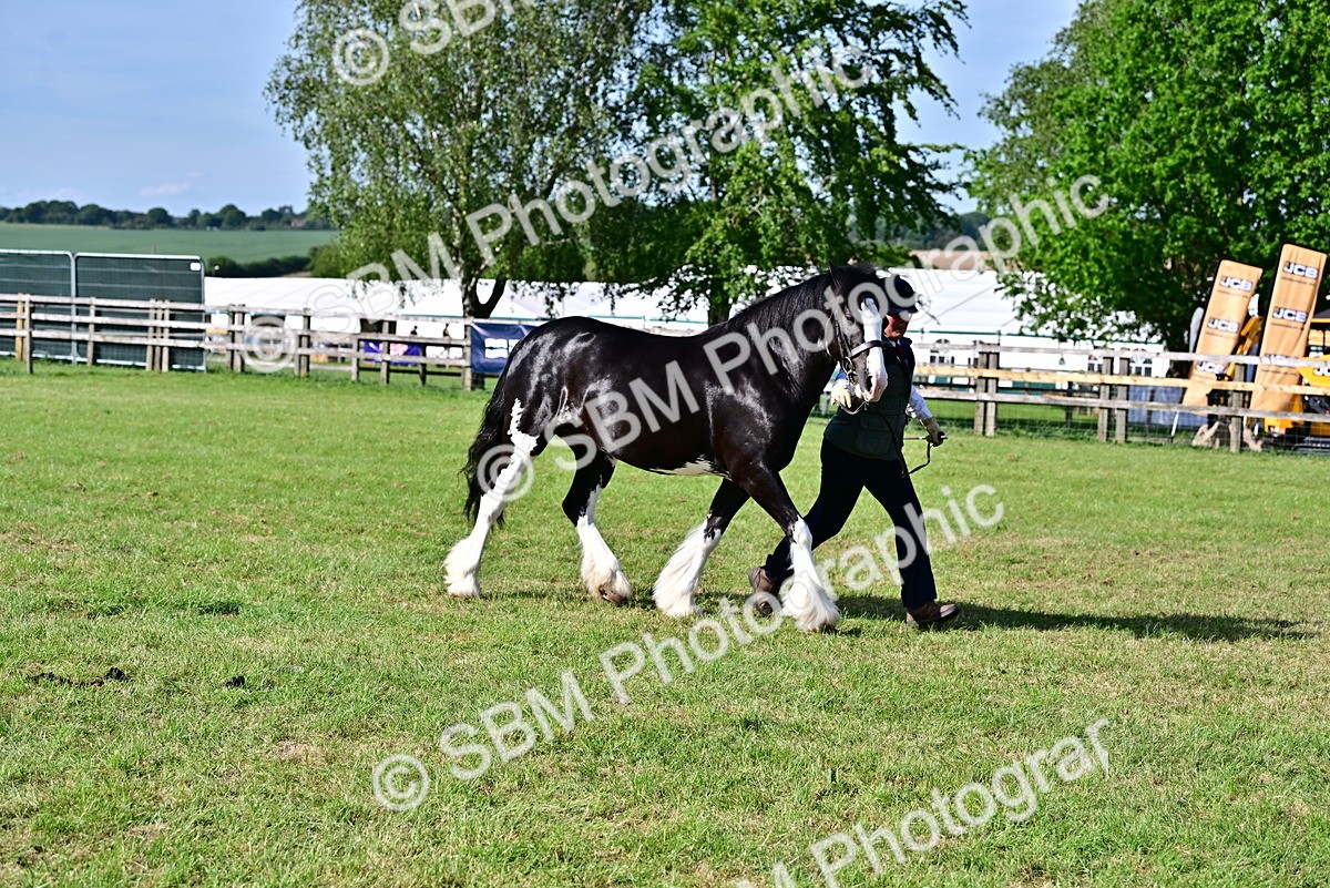 SBM_10115 - Class 63-65 - Traditional Gypsy Cobs In Hand & Ridden